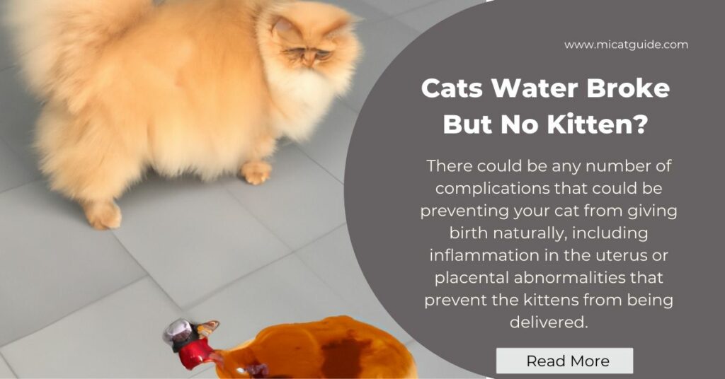 Cats Water Broke But No Kitten