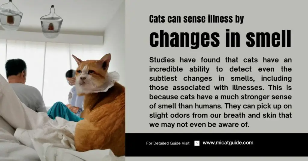 Cats can sense illness by changes in smell