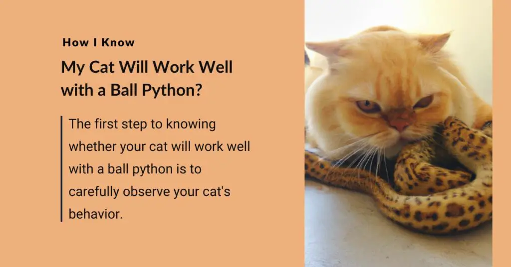 How I Know My Cat Will Work Well with a Ball Python