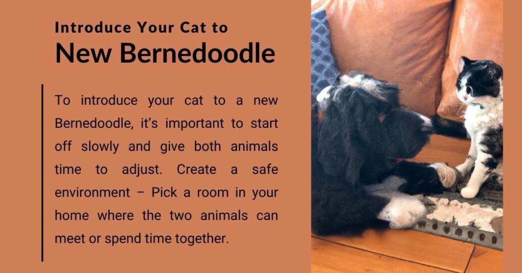 Introducing a Cat to a New Bernedoodle Dog