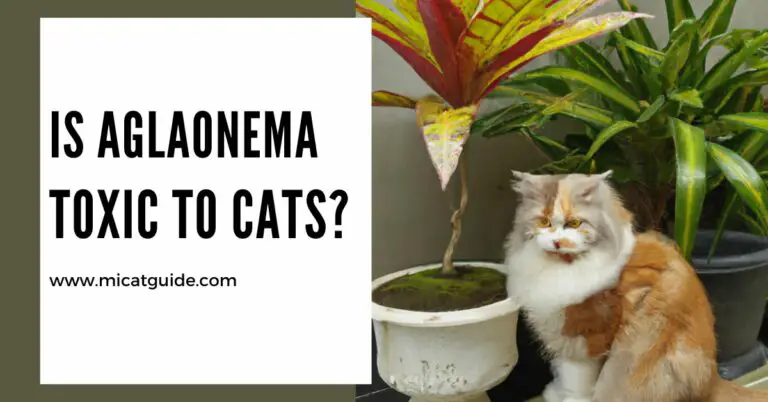 Is Aglaonema Toxic to Cats? (Symptoms & Treatments)