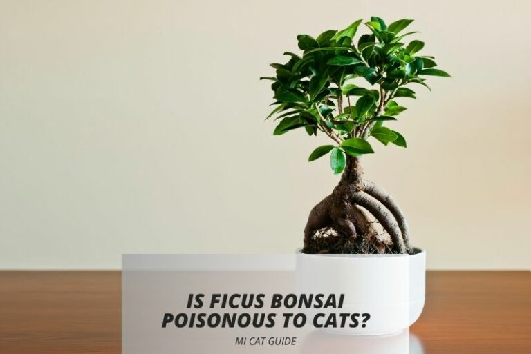 Is Ficus Bonsai Poisonous to Cats? (Symptoms & Treatment)