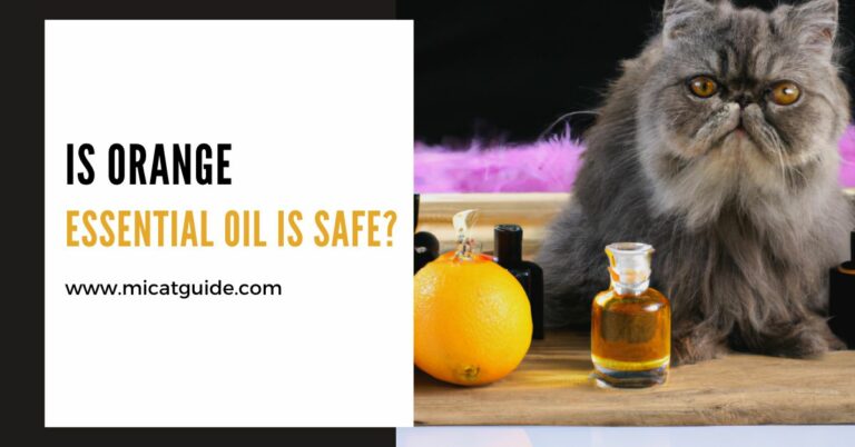 Is Orange Essential Oil Safe For Cats? (Must Read)