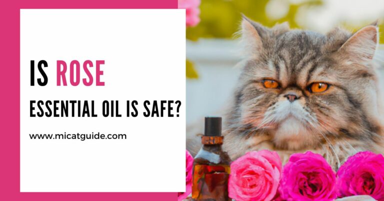Is Rose Essential Oil Safe For Cats? (My Thoughts)