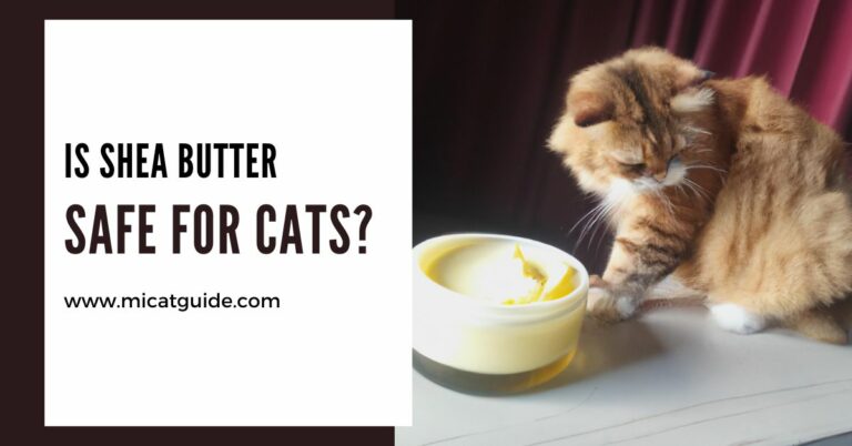 Is Shea Butter Safe For Cats? (A Must Read Guide)