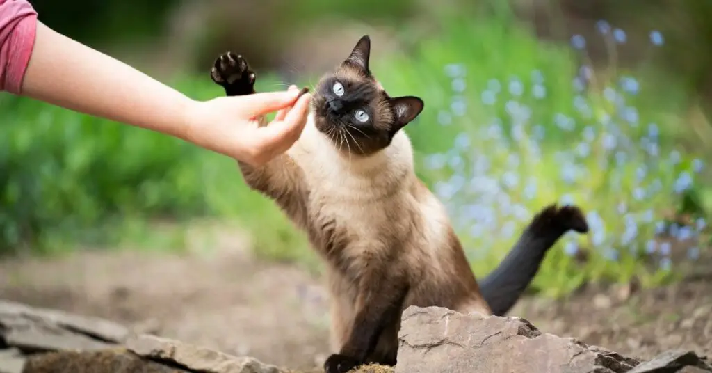 Tips to Help Siamese Cats Feel More Comfortable