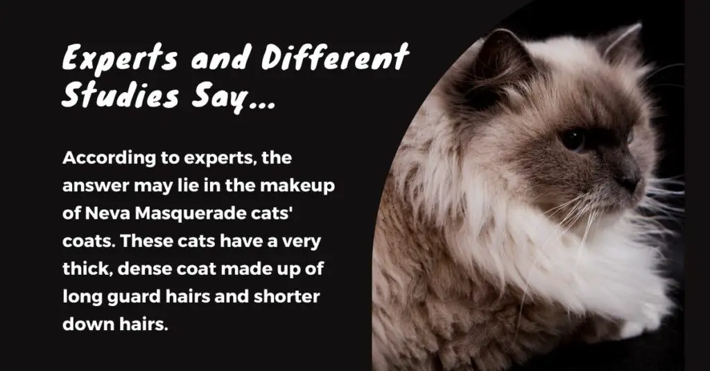 What Experts and Different Studies Say About Neva Masquerade Cats being Hypoallergenic
