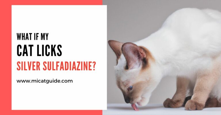 What If My Cat Licks Silver Sulfadiazine? (Answered)