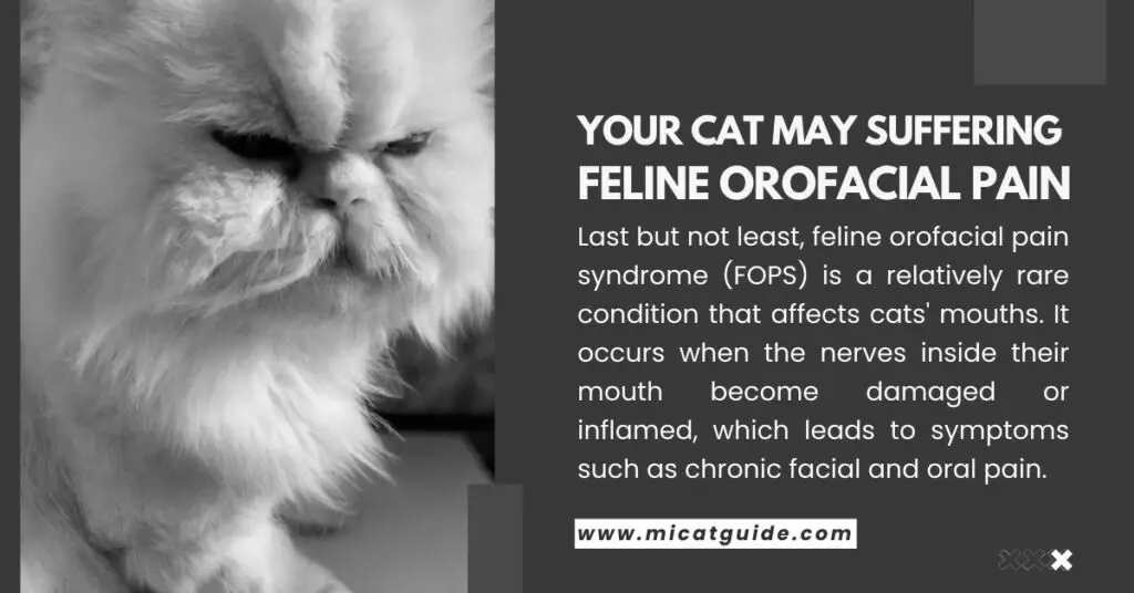 Your Cat May Have Feline Orofacial Pain Syndrome