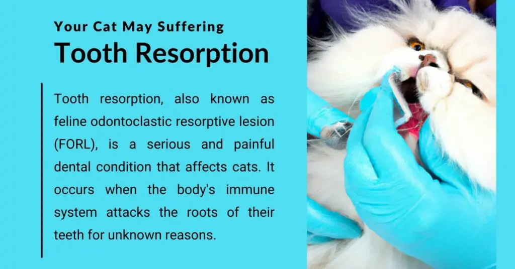 Your Cat May Suffering Tooth Resorption