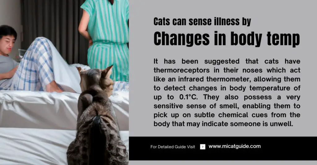 Cats can sense illness in humans by observing changes in body temperature