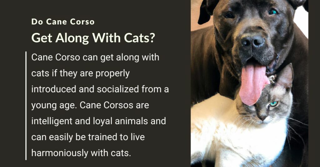 A photo of a Cane Corso dog with its tongue out hugging a white Siamese cat