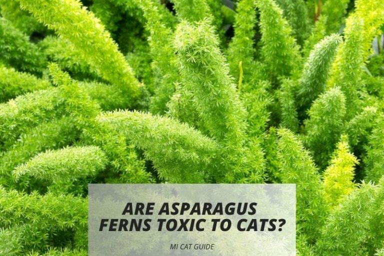 Are Asparagus Ferns Toxic to Cats? (Symptoms…)