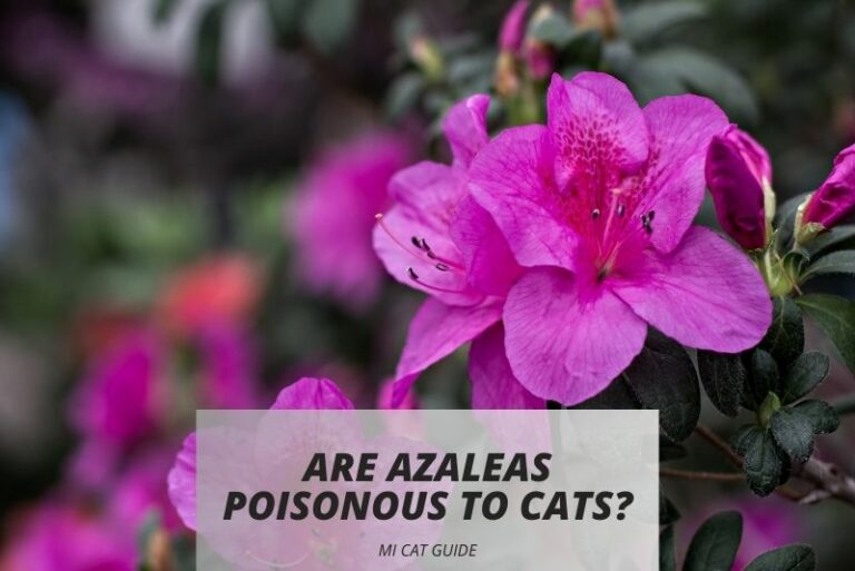 Are Azaleas Poisonous to Cats? (Symptoms & Treatments)
