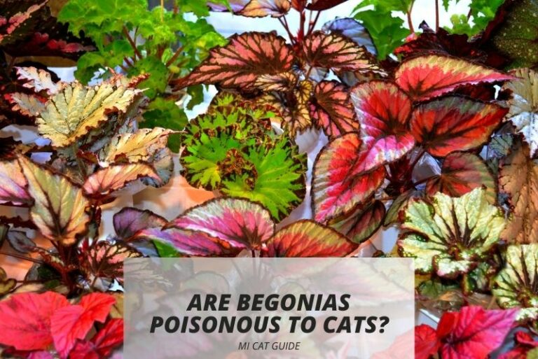 Are Begonias Poisonous to Cats? (Symptoms and Treatments)