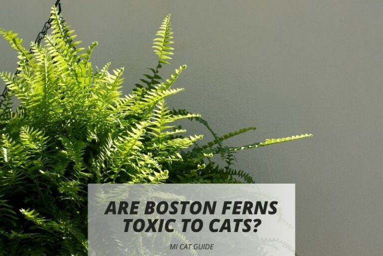 Are Boston Ferns Toxic to Cats? (Different Studies)