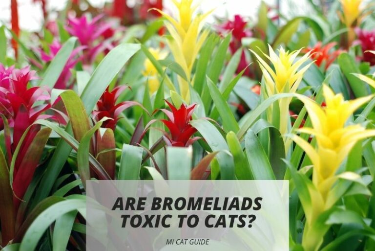 Are Bromeliads Toxic to Cats? (My Experience!)