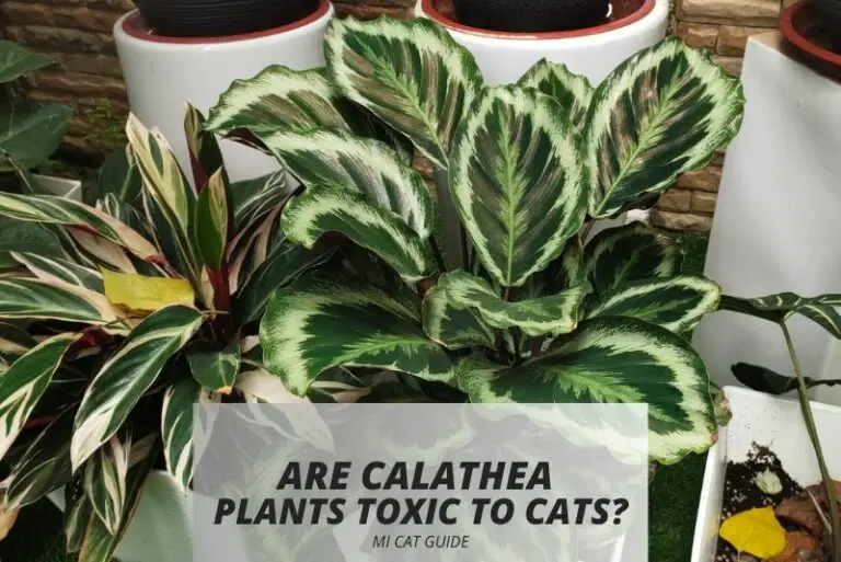 Are Calathea Plants Toxic to Cats? (Different Studies)