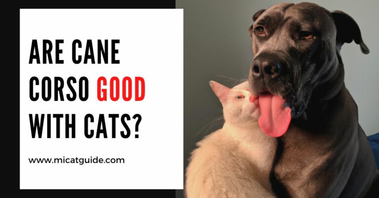 Are Cane Corso Good With Cats? (With Tips)