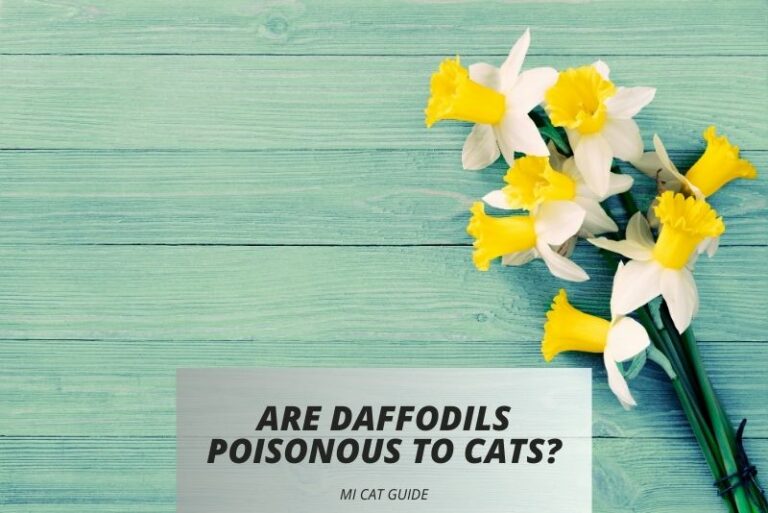 Are Daffodils Poisonous to Cats? (Symptoms…)