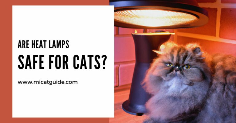 Are Heat Lamps Safe for Cats? (Read Before Use)