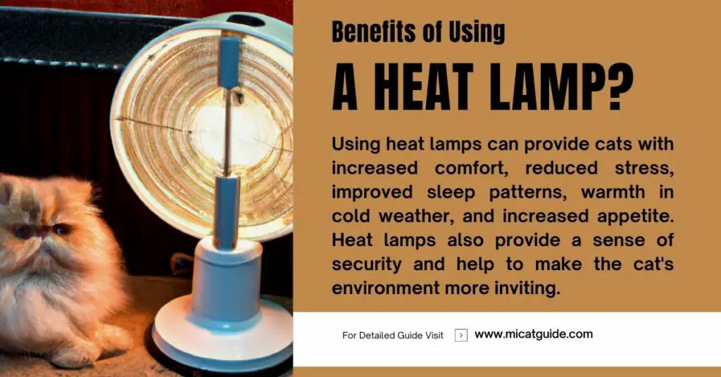 Benefits of Using a Heat Lamp with Cats
