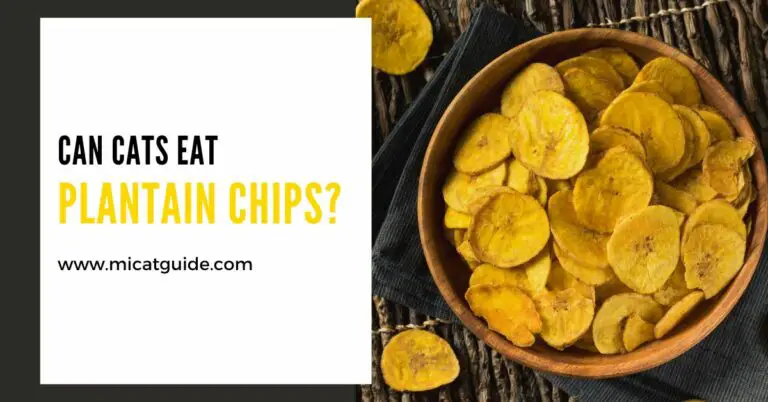 Can Cats Eat Plantain Chips? (Healthy or Not?)