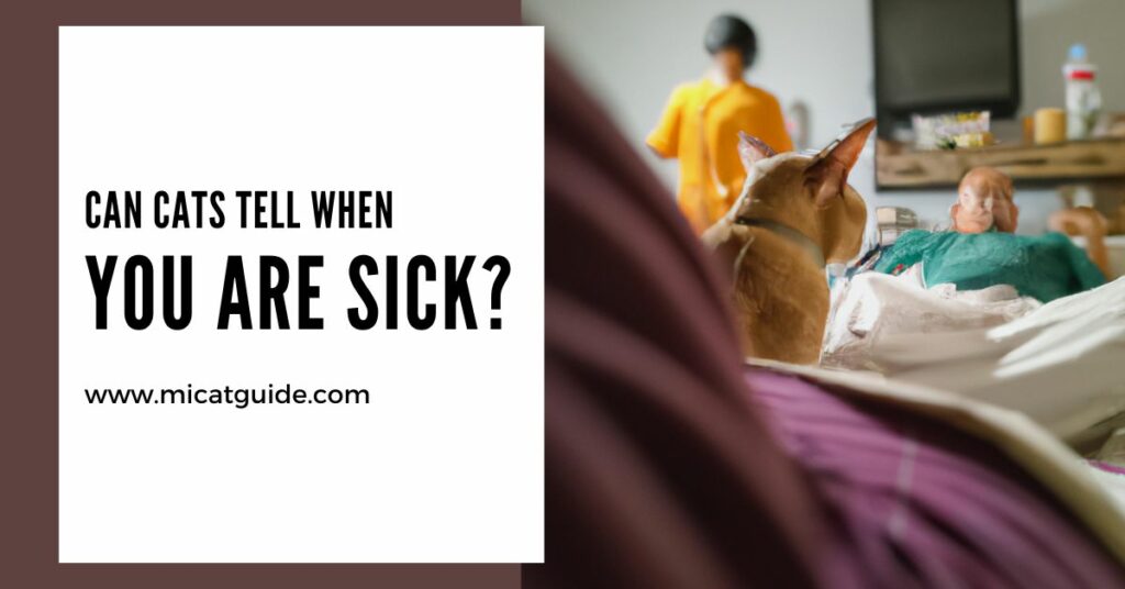 Can Cats Tell When You Are Sick