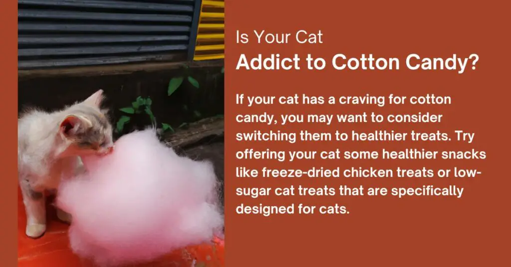 Cat Addict to Cotton Candy