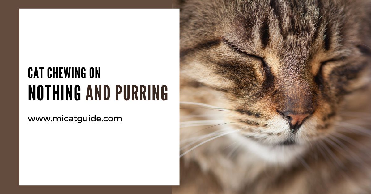 Cat Chewing On Nothing and Purring 6 Reasons Mi Cat Guide