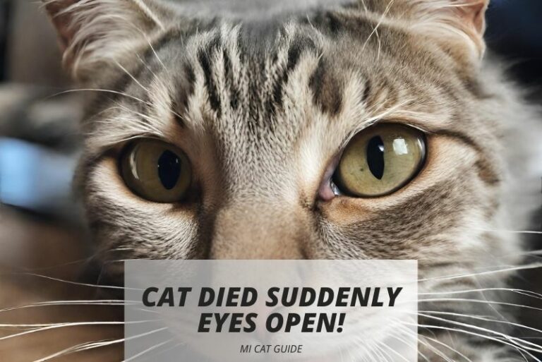 Cat Died Suddenly Eyes Open: Reasons & Solutions