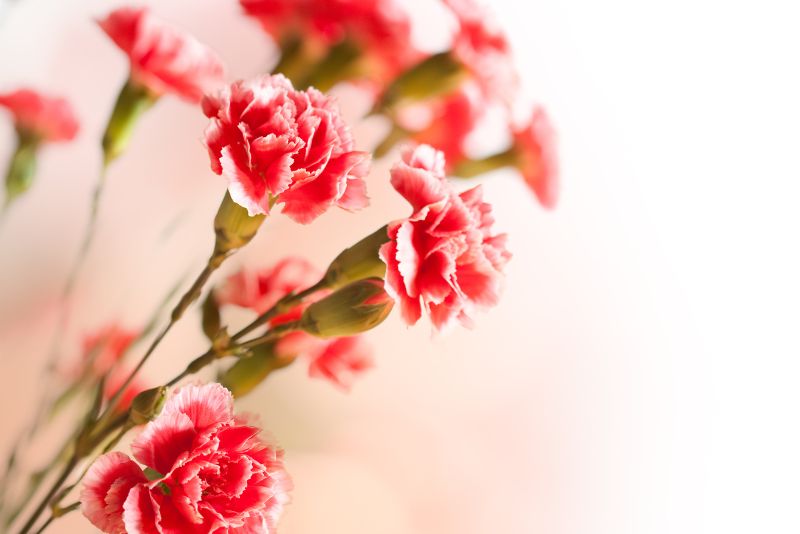 Different Studies on Carnations Toxicity on Cats