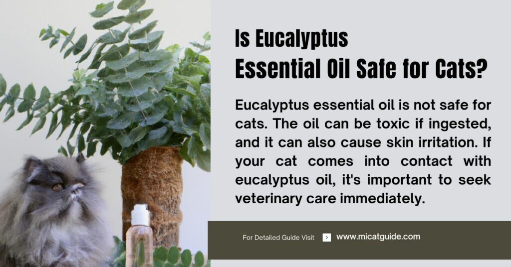 A beautiful Persian cats sits near beside eucalyptus essential oil 