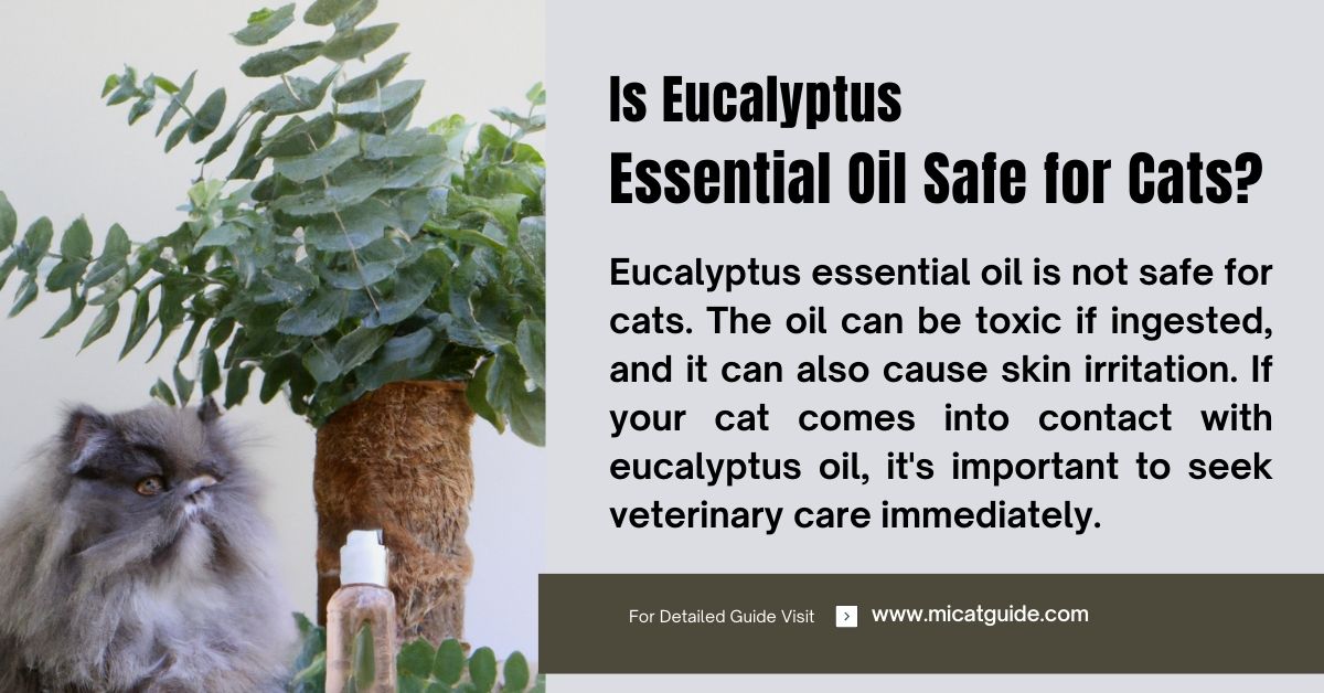 Is Eucalyptus Essential Oil Safe for Cats? (Toxic or Not?)