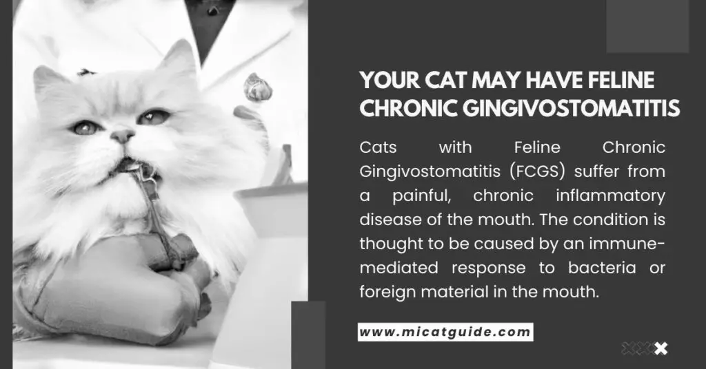 A vet treating to a Feline Chronic Gingivostomatitis Suffering Cat