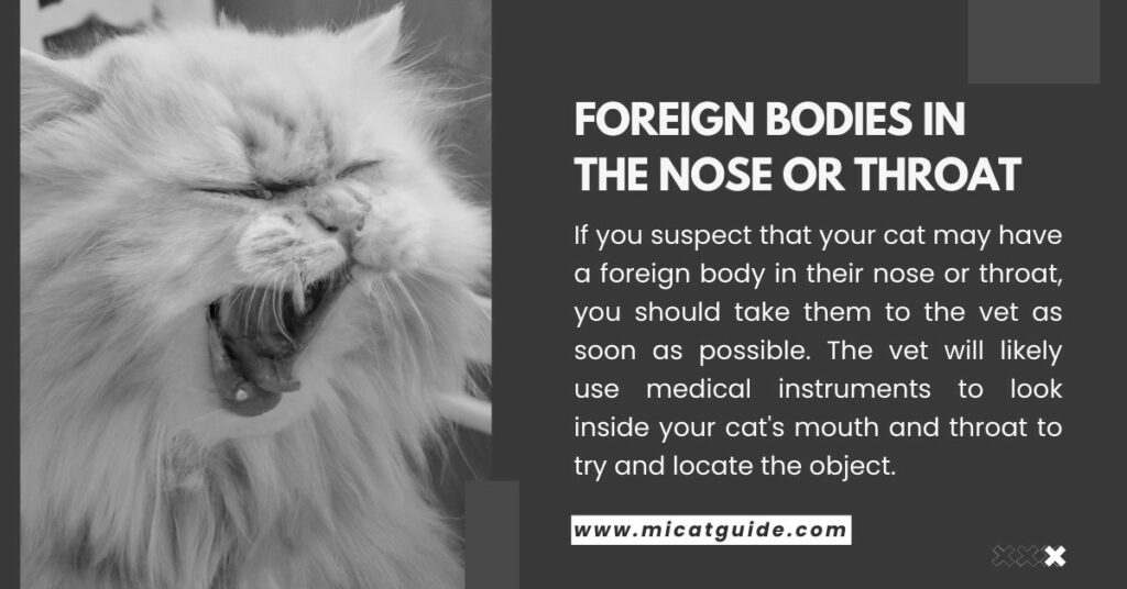 Foreign Bodies in the Nose or Throat Can Cause Cat's Sneezing