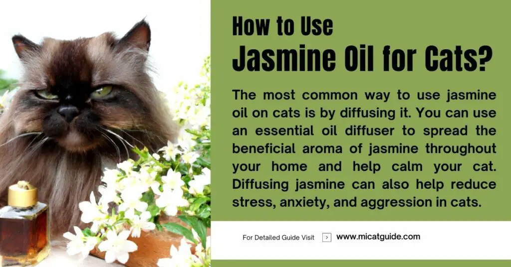 How to Use Jasmine Oil for Cats