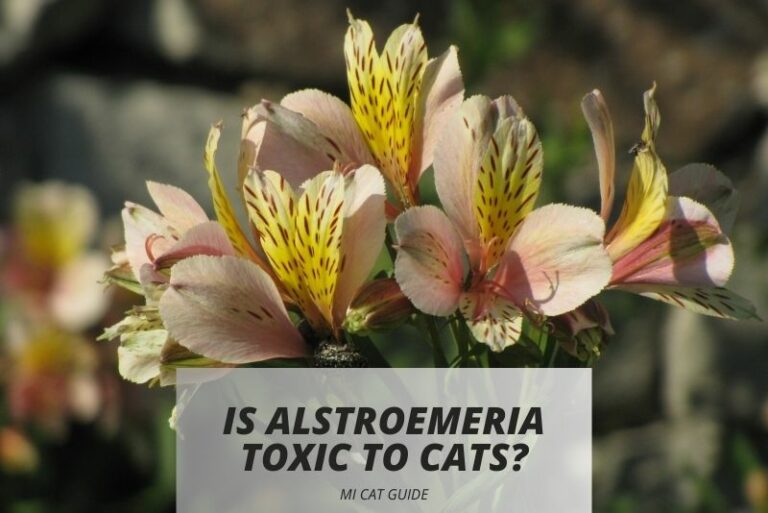Is Alstroemeria Toxic to Cats? (Different Studies)