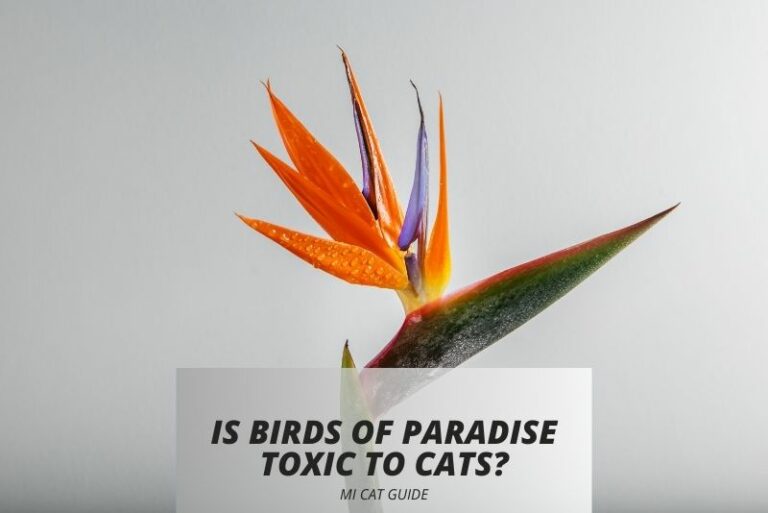 Is Birds of Paradise Toxic to Cats? (Symptoms and Treatments)