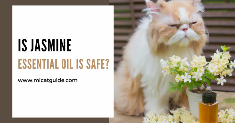 Is Jasmine Essential Oil Safe For Cats? (Safety Use Guide)