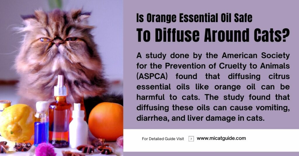 Is Orange Essential Oil Safe to Diffuse Around Cats