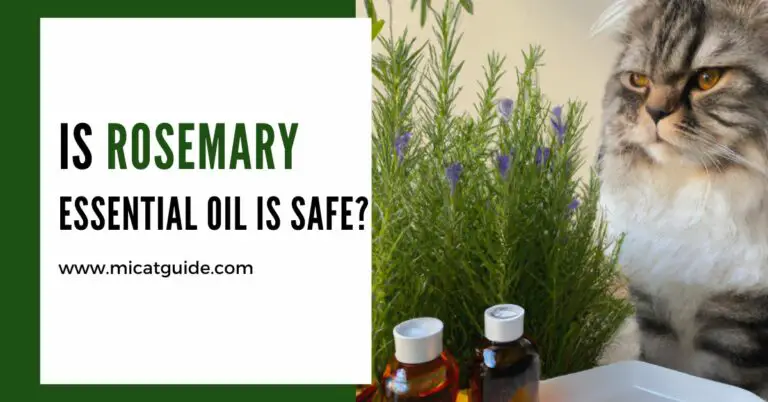 Is Rosemary Essential Oil Safe For Cats? (Yes & How Much?)