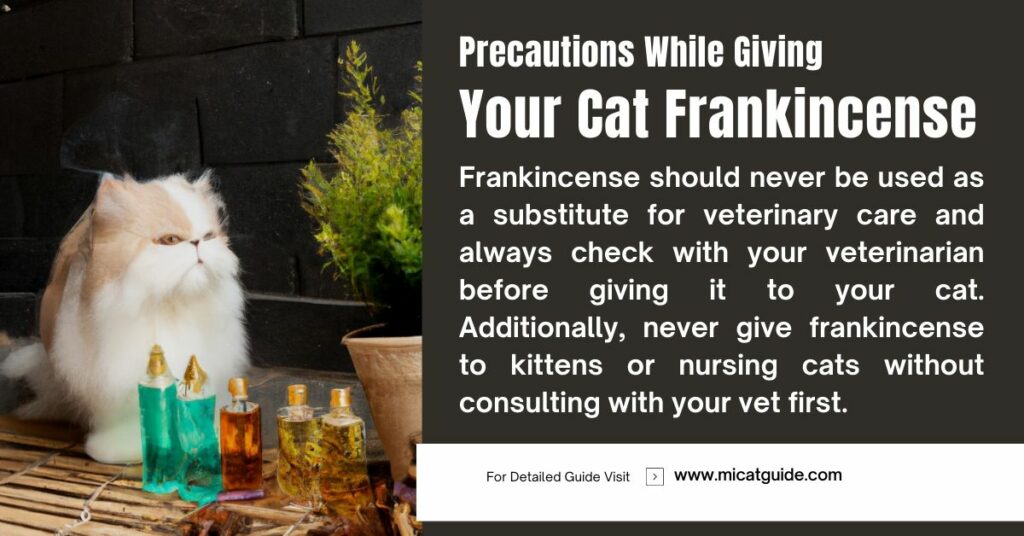 Precautions While Giving Your Cat Frankincense