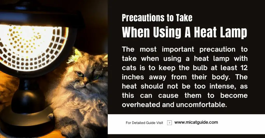 Precautions to Take When Using a Heat Lamp with Cats