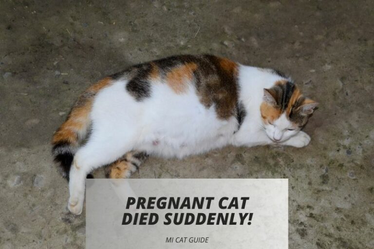 Pregnant Cat Died Suddenly: Reasons & Solutions