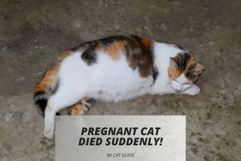 Pregnant Cat Died Suddenly: Reasons & Solutions - Mi Cat Guide