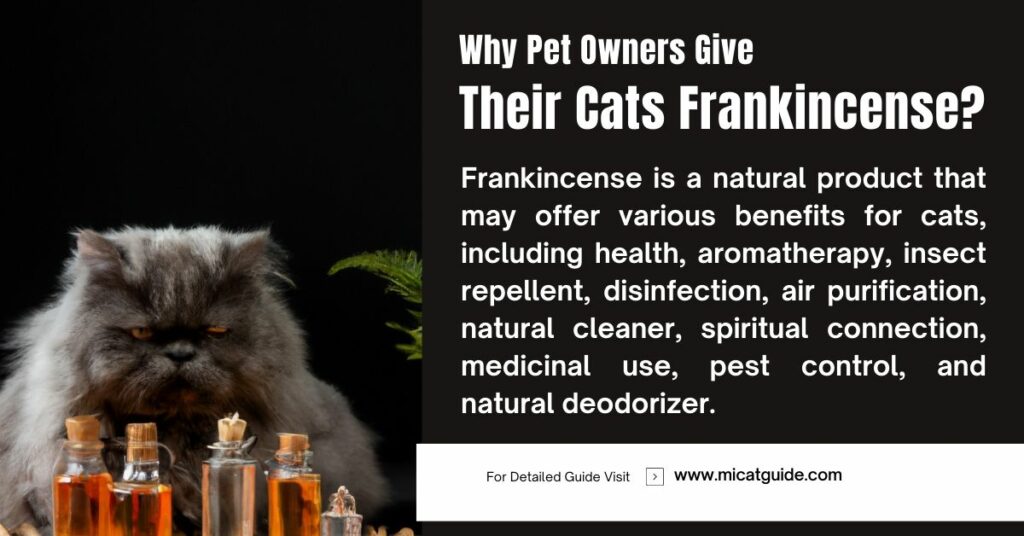 Reasons Why Pet Owners Give Their Cats Frankincense
