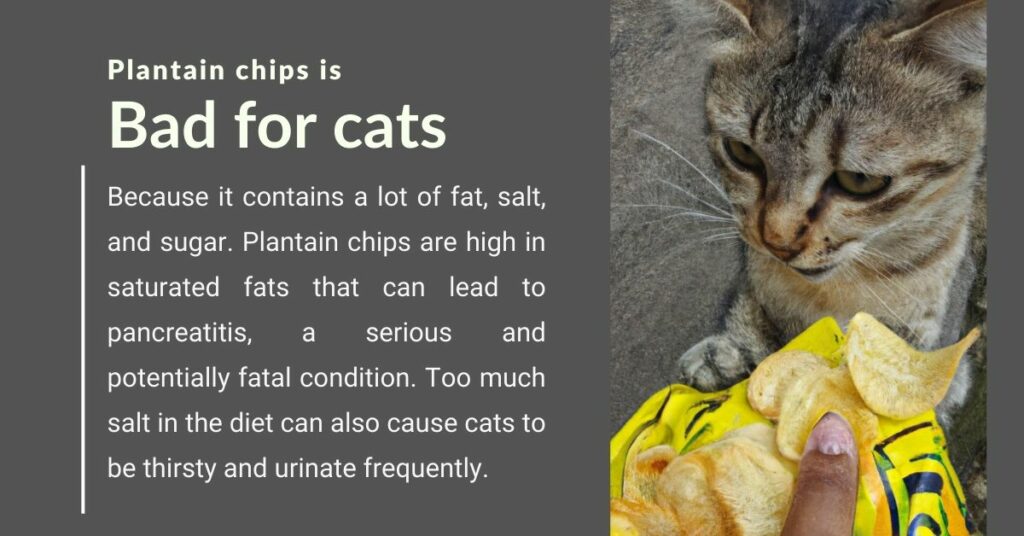 Reasons Why Plantain Chips is Bad for Your Cats