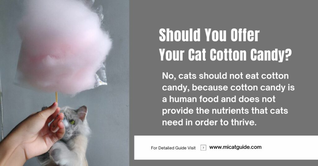 A photo of a Persian cat offering cotton candy by his owner