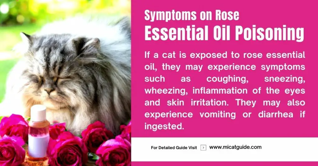 Symptoms on Rose Essential Oil Poisoning in Cats